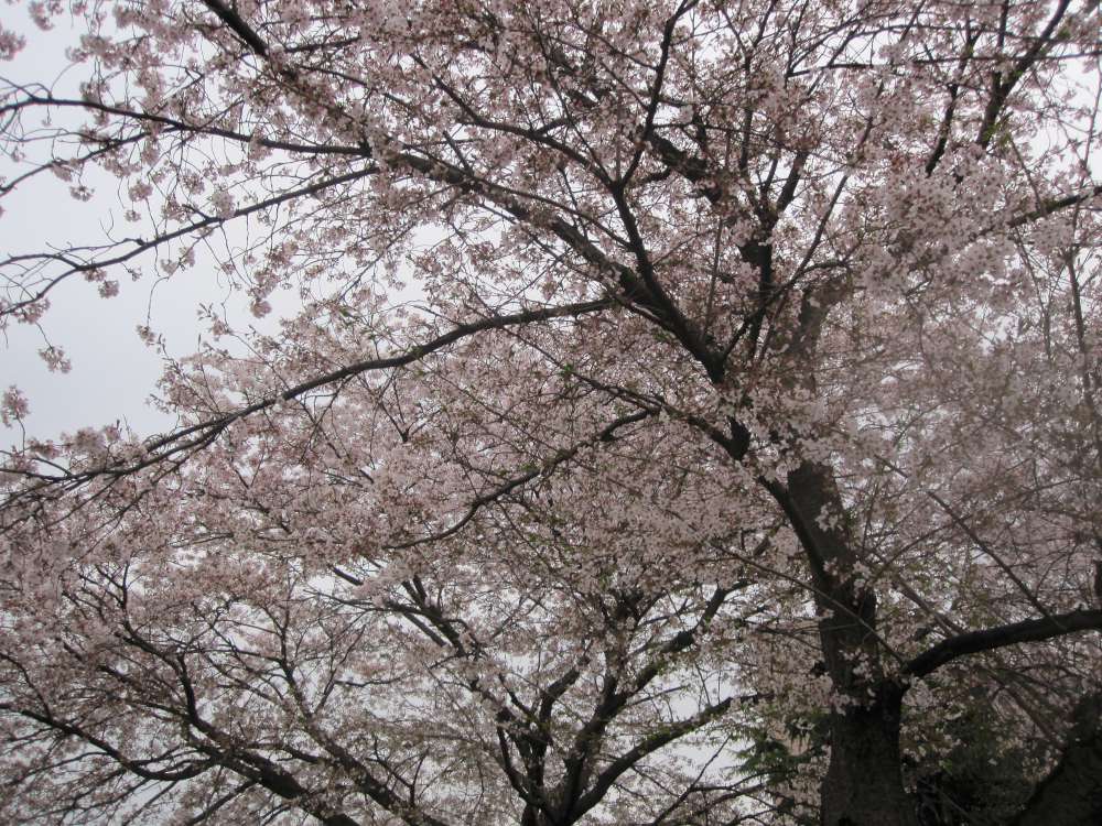 Day 7, Image 100